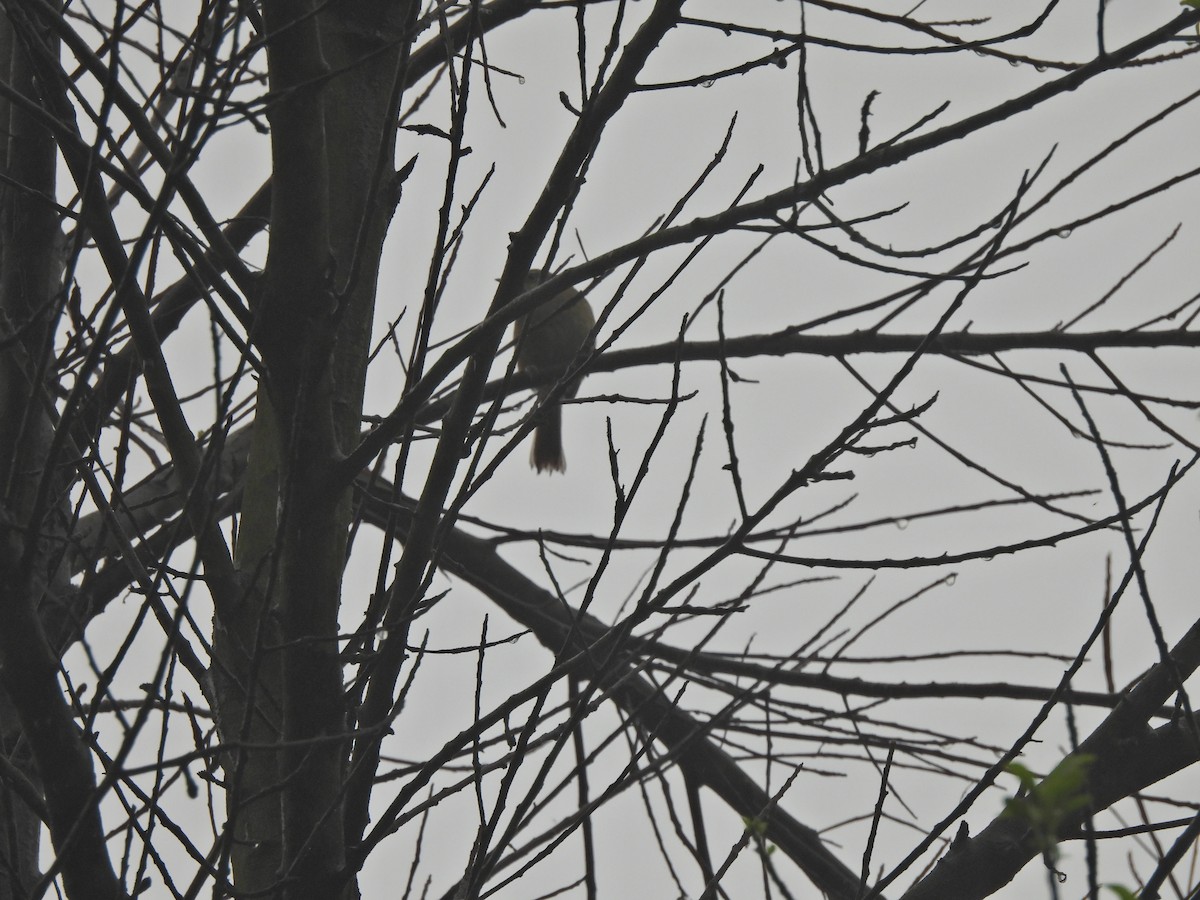 Brownish-flanked Bush Warbler - ML638218897