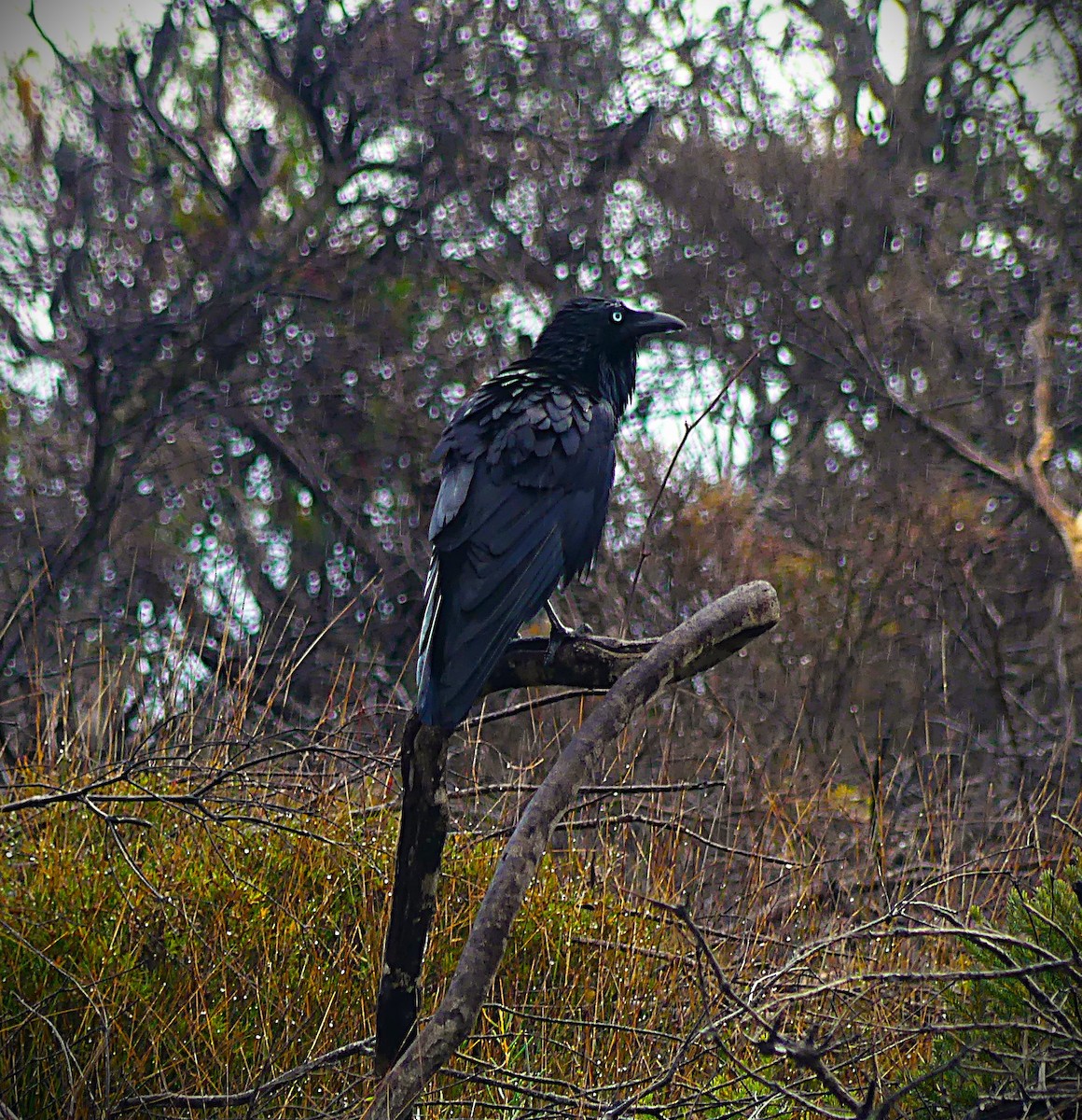Australian Raven - ML638218901
