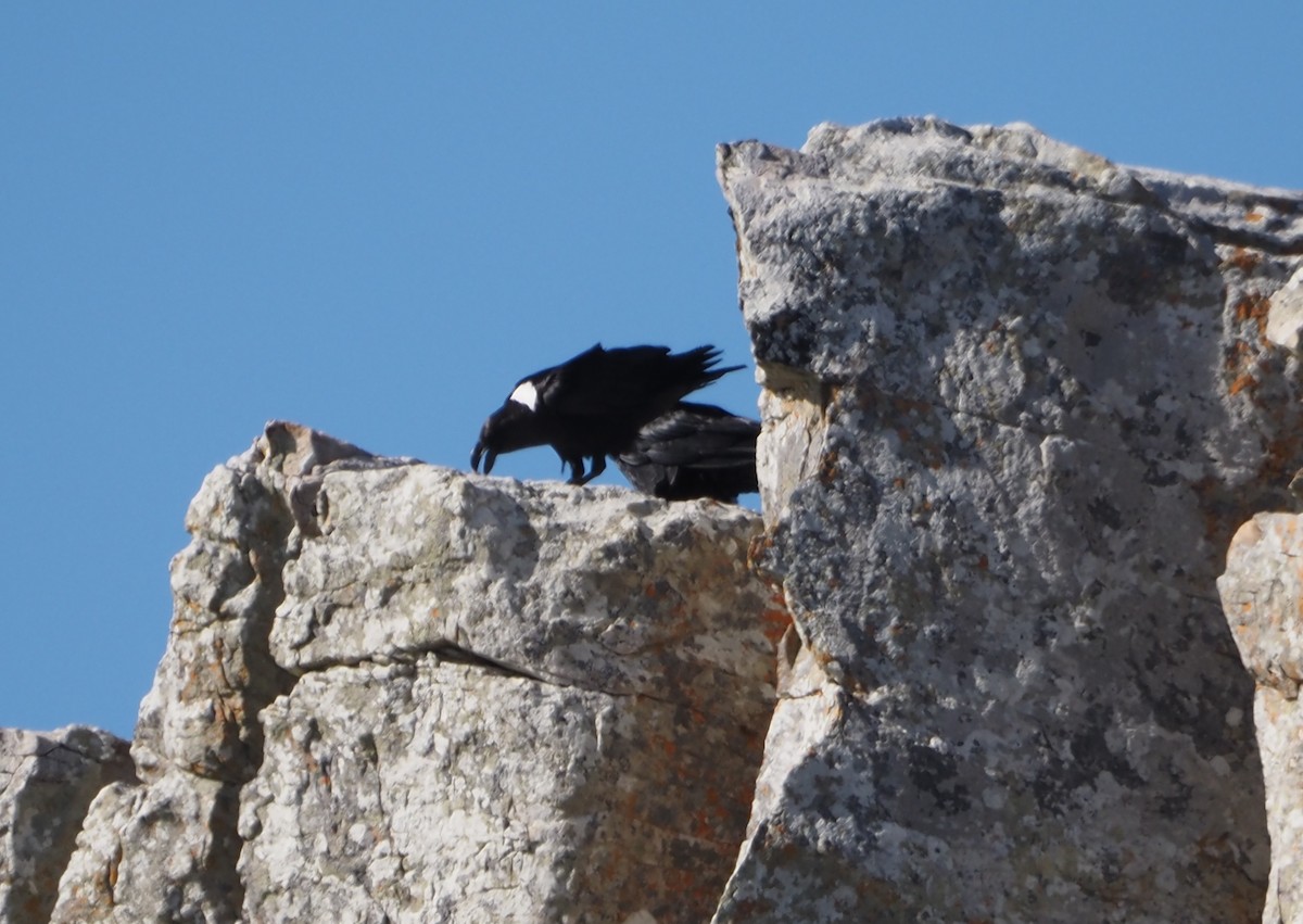 White-necked Raven - ML638218904