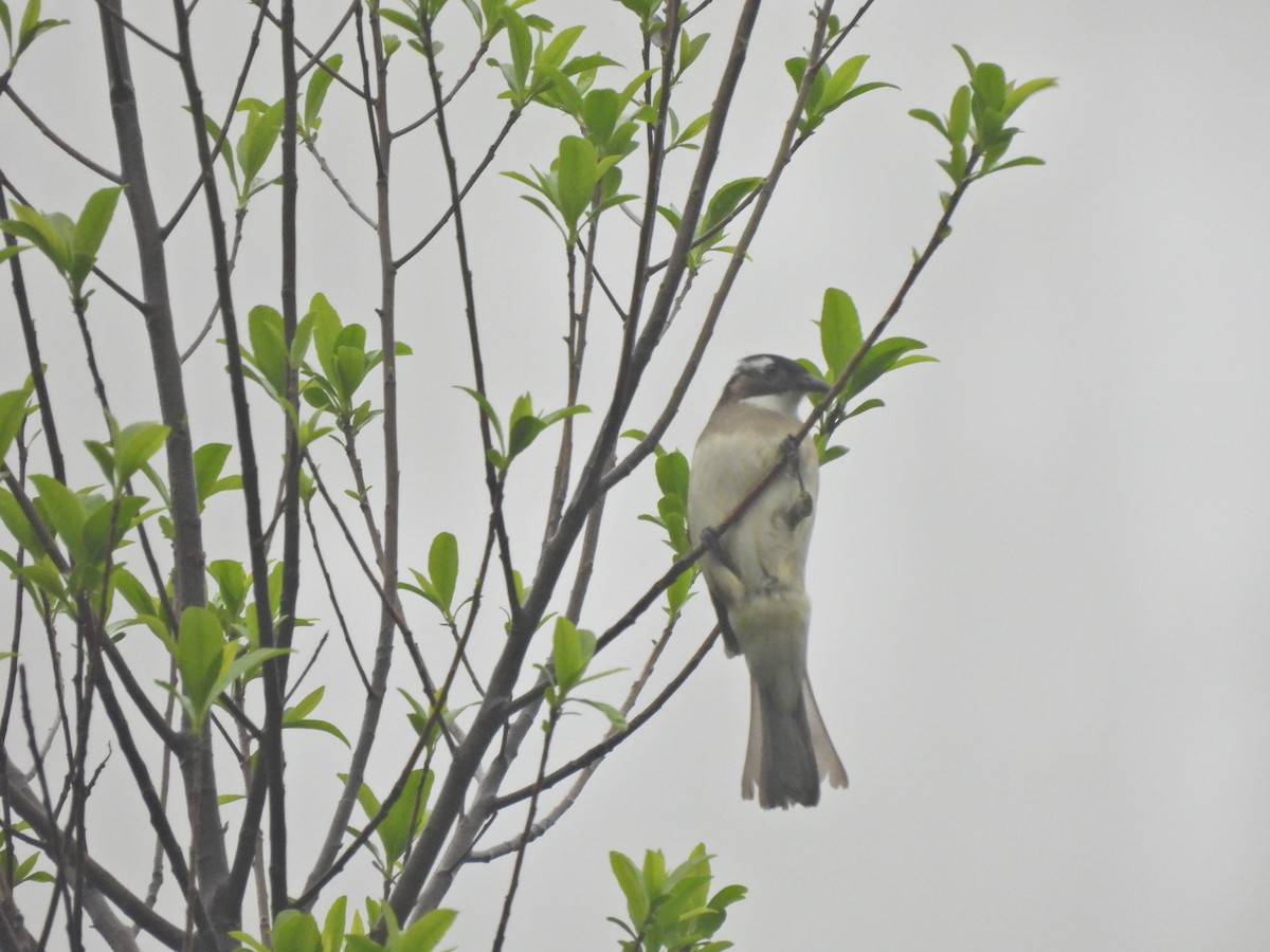 Light-vented Bulbul - ML638218909