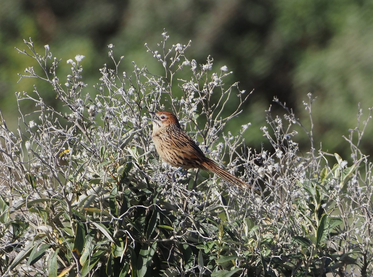 Cape Grassbird - ML638218911