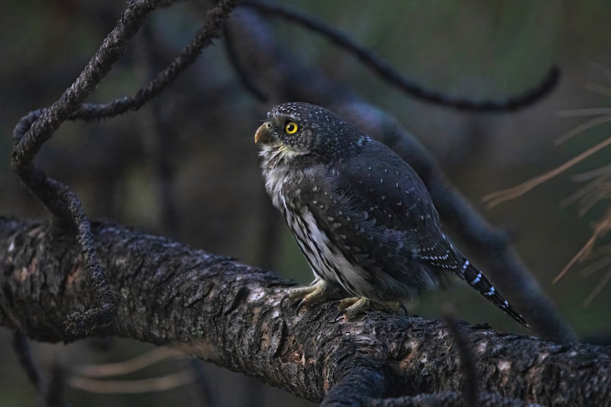 Northern Pygmy-Owl - ML638218912