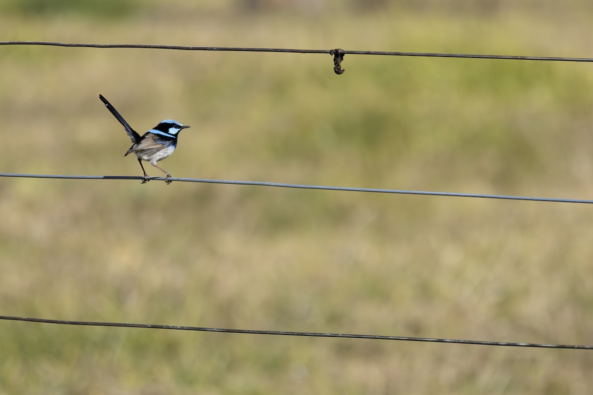 Superb Fairywren - ML638218924