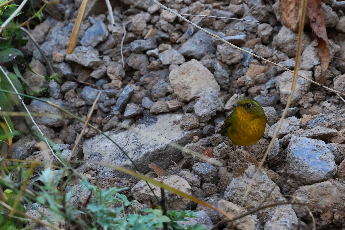 Golden Bush-Robin - ML638218926