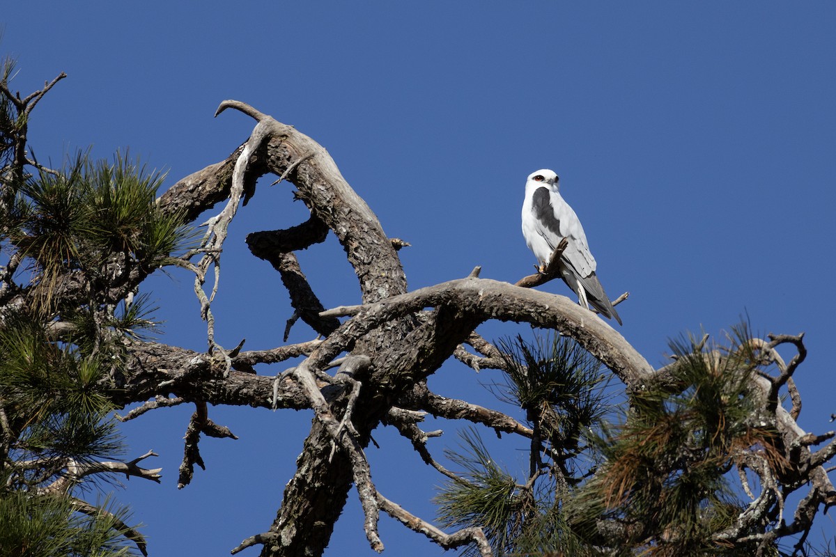 Black-shouldered Kite - ML638218928
