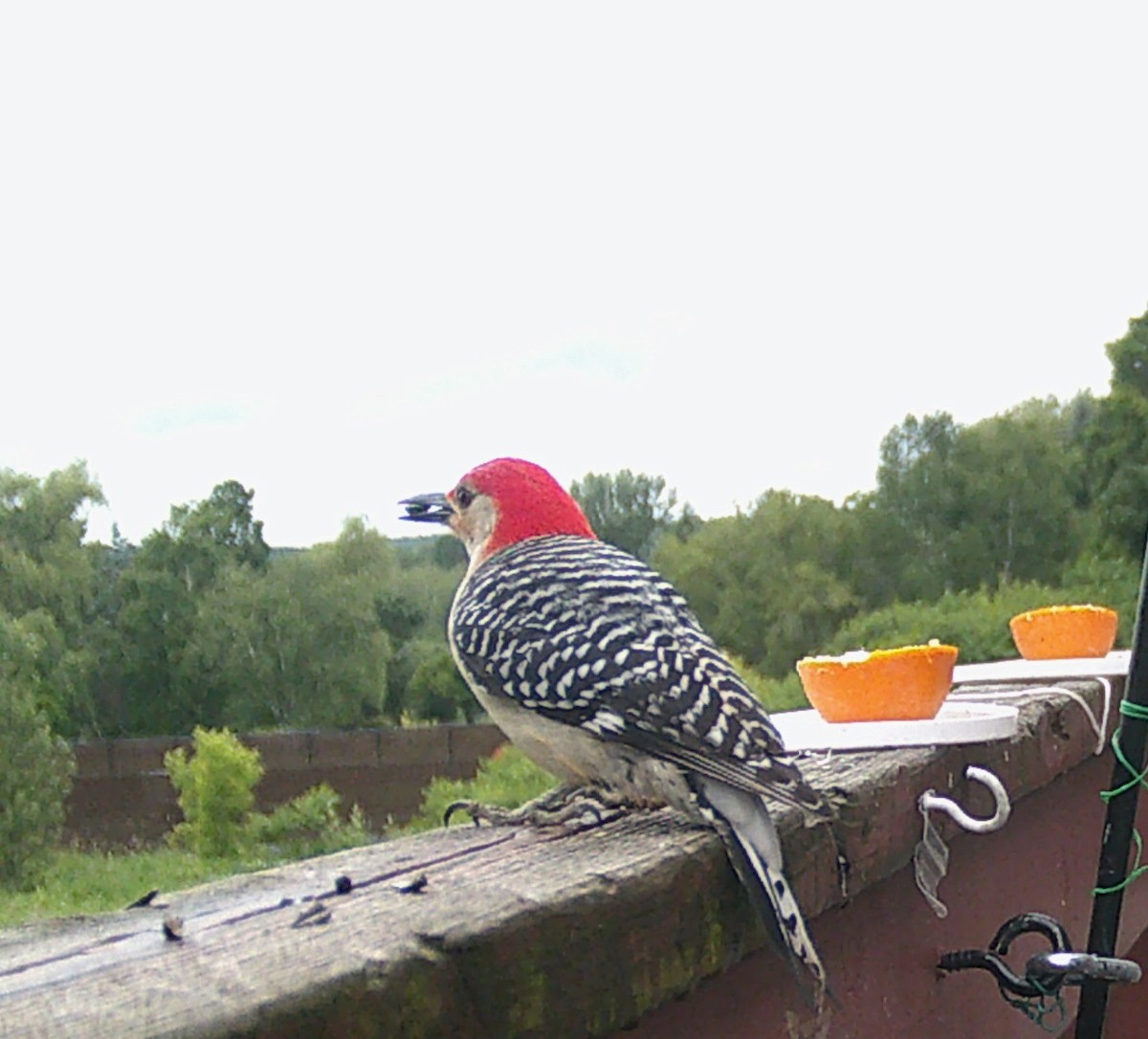 Red-bellied Woodpecker - ML638218936
