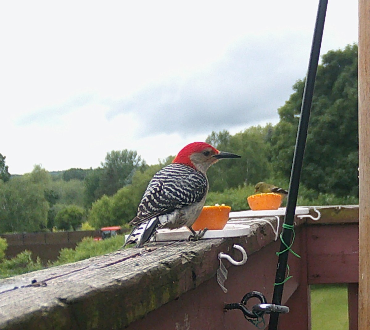 Red-bellied Woodpecker - ML638218947