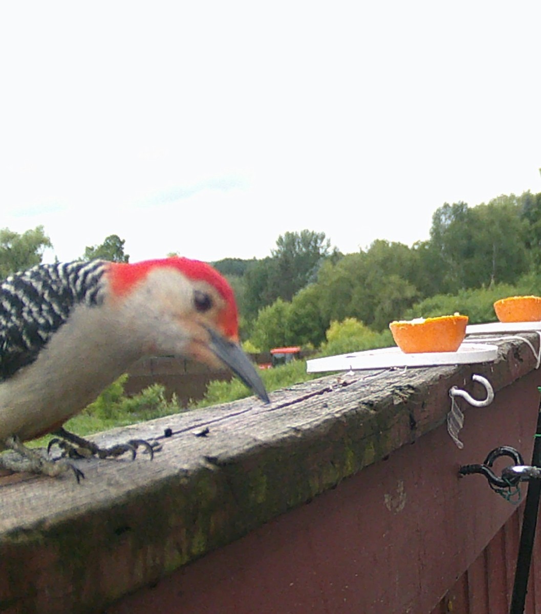 Red-bellied Woodpecker - ML638218950