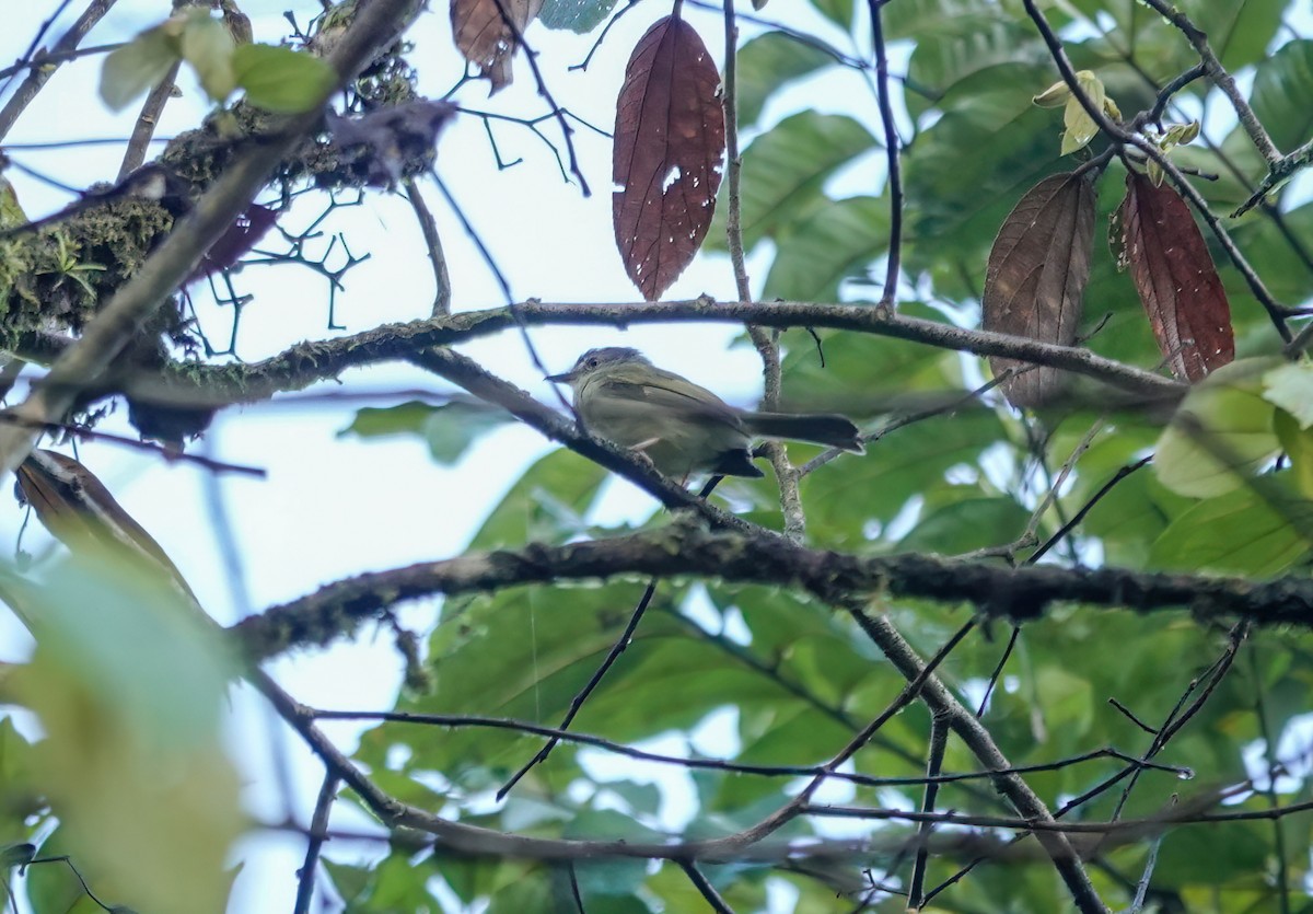 Yellow-olive Flatbill - ML638218952