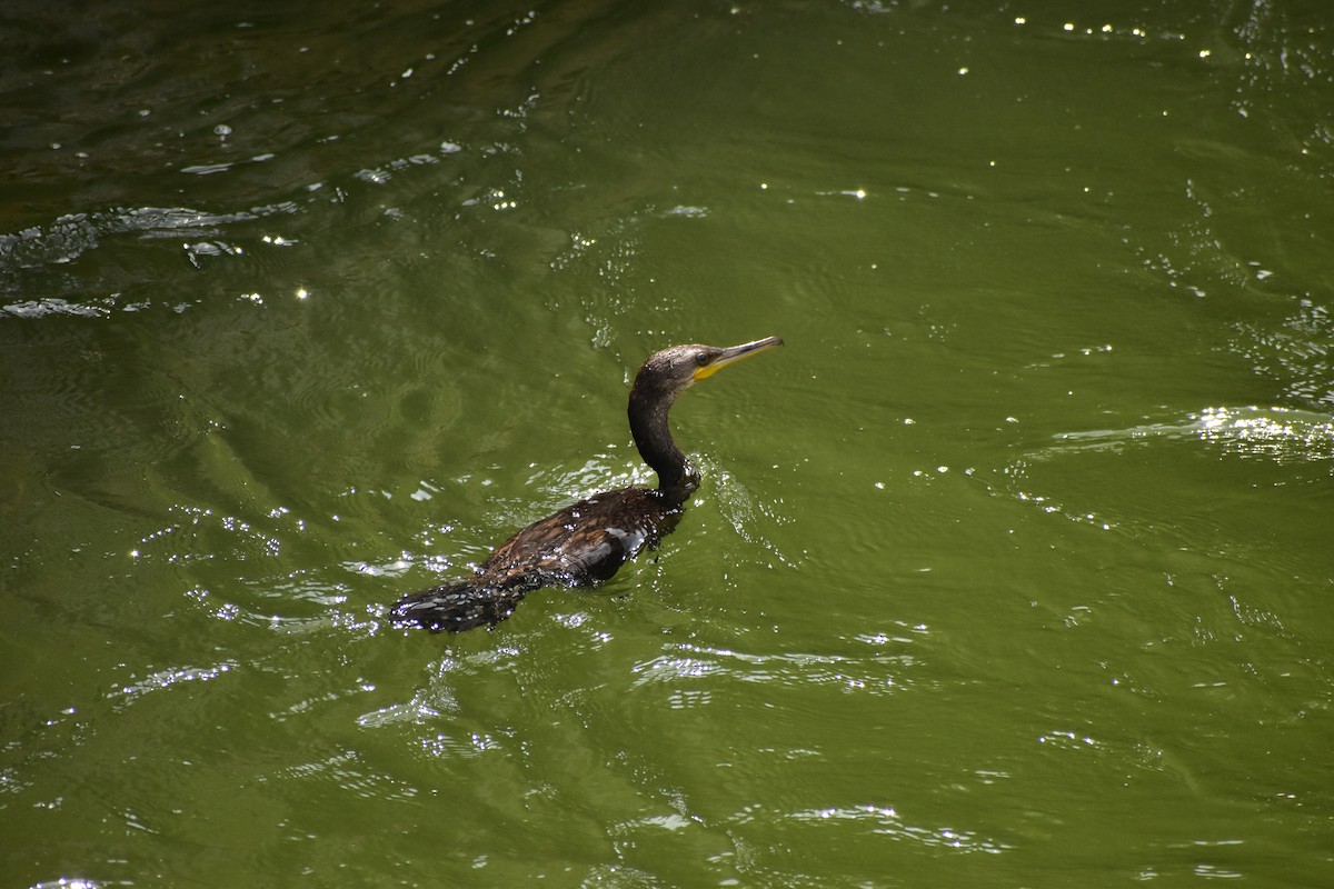 Indian Cormorant - ML638218956