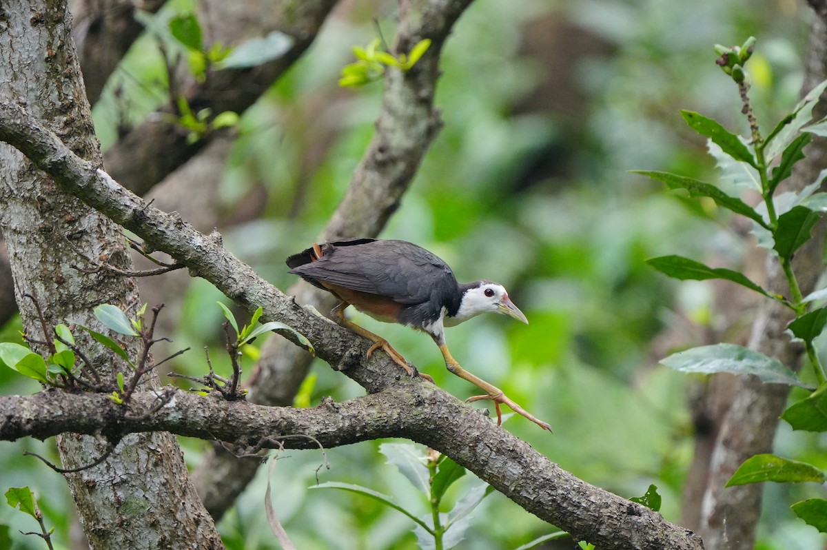 White-breasted Waterhen - ML638218965