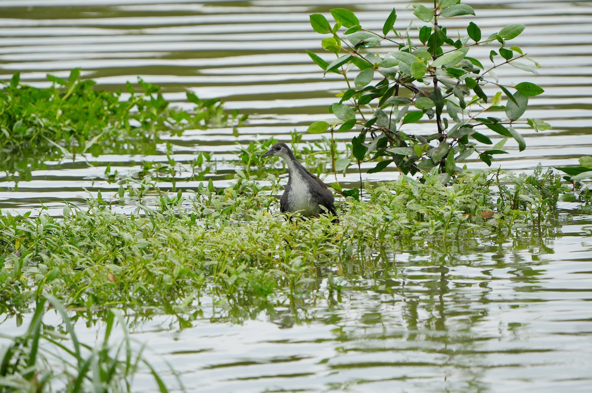 White-breasted Waterhen - ML638218969