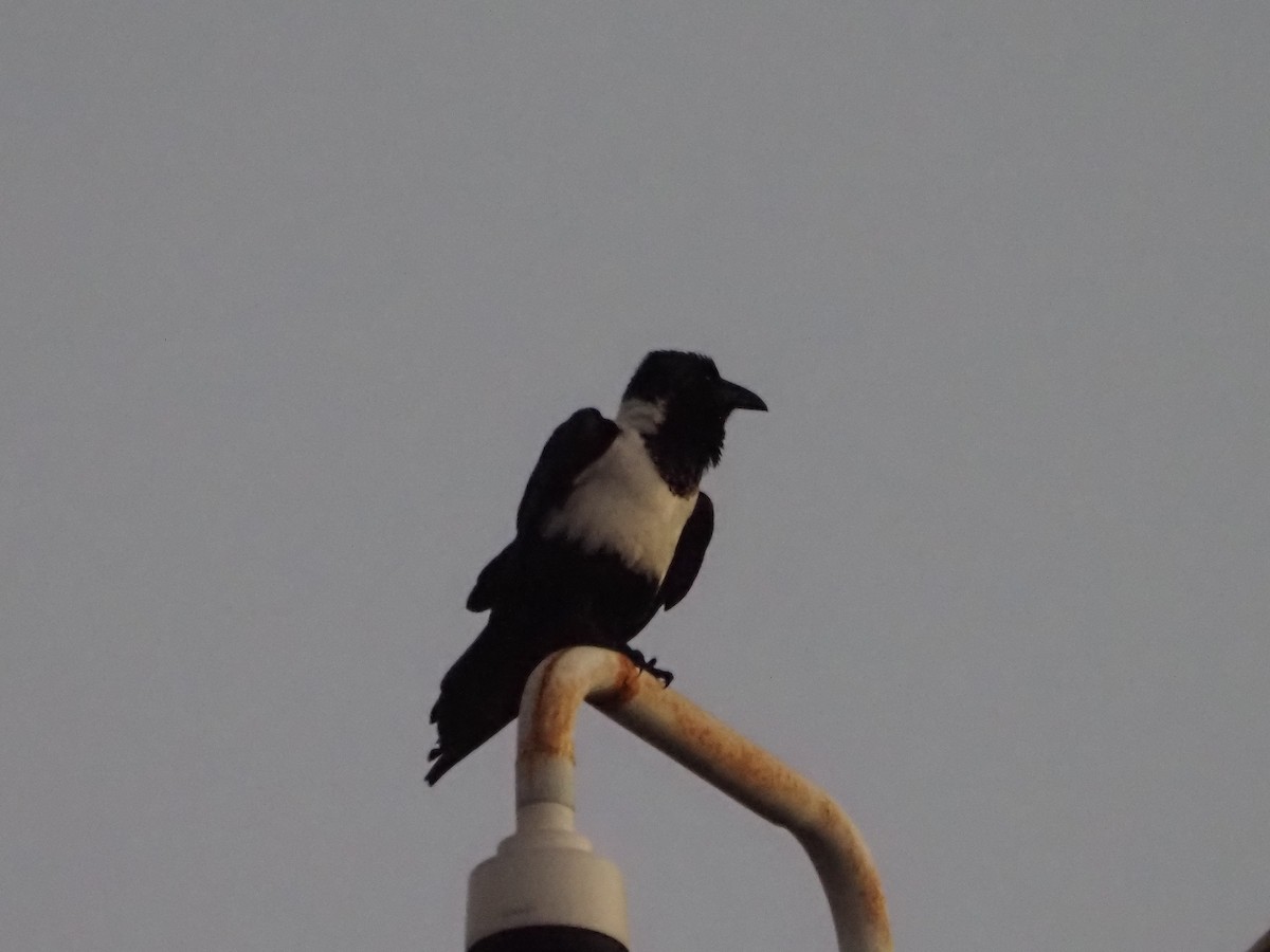 Pied Crow - ML638218971