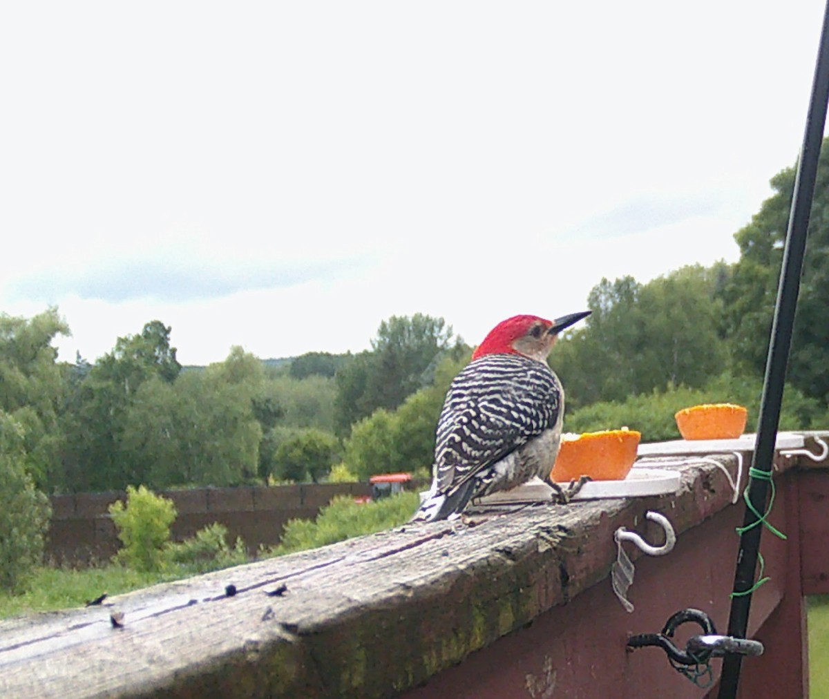 Red-bellied Woodpecker - ML638218972