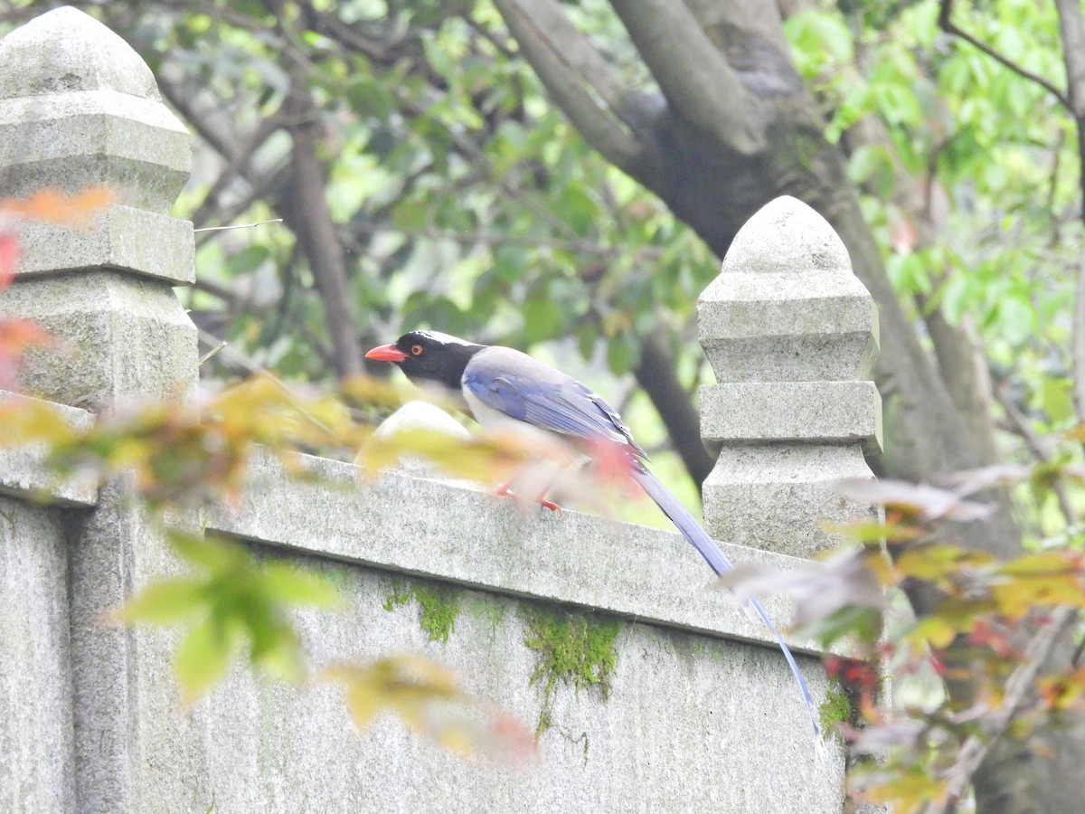 Red-billed Blue-Magpie - ML638218975