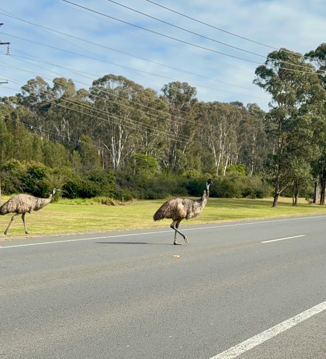 Emu - ML638218995