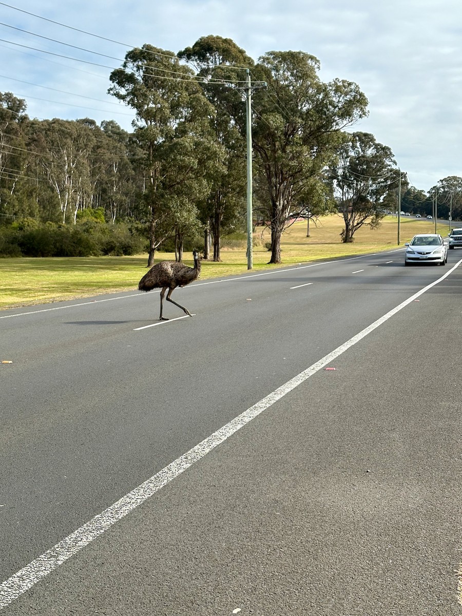 Emu - ML638218997