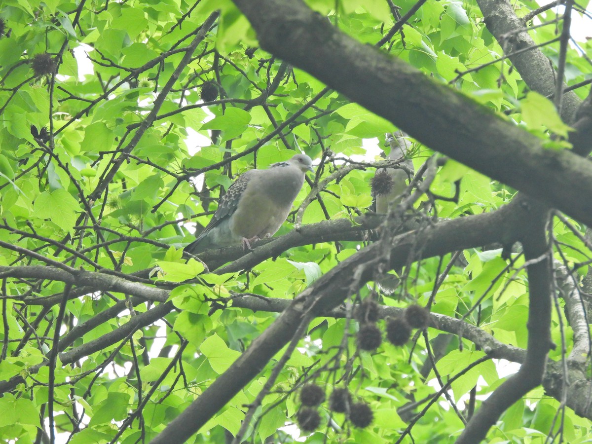 Oriental Turtle-Dove - ML638219012