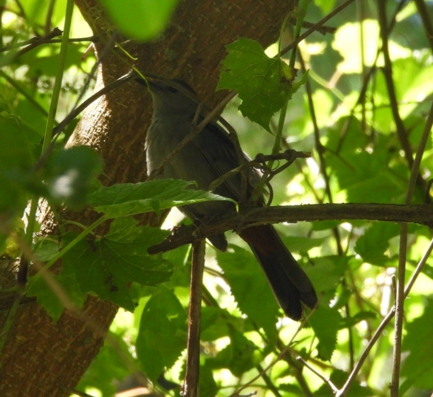 Gray Catbird - ML638219026