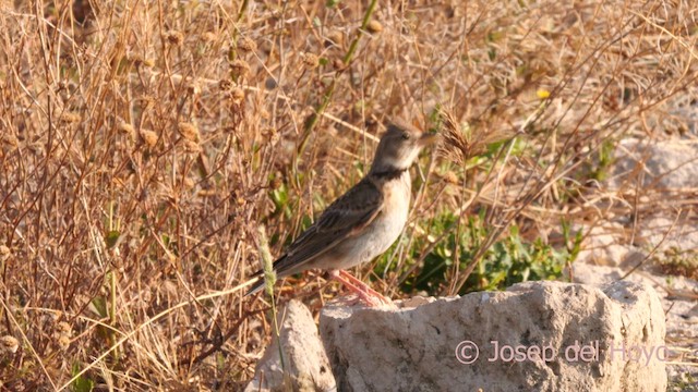 Calandra Lark - ML638219030