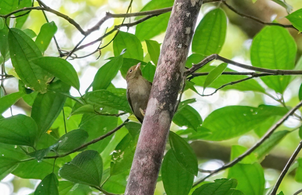 Red-capped Manakin - ML638219033