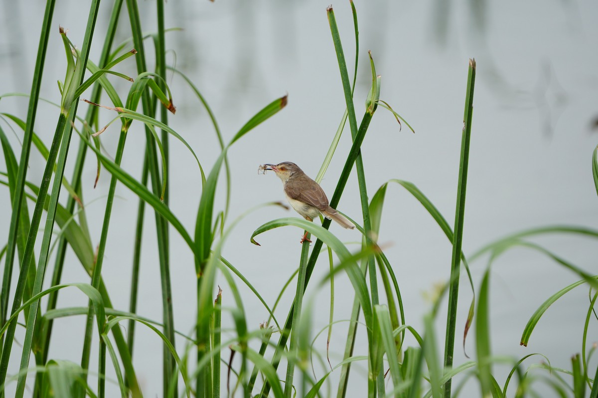 Plain Prinia - ML638219034