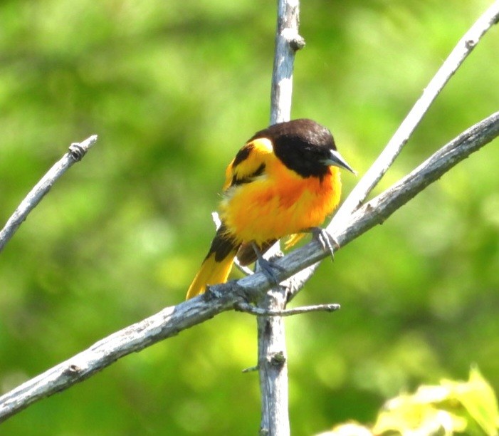 Baltimore Oriole - ML638219036