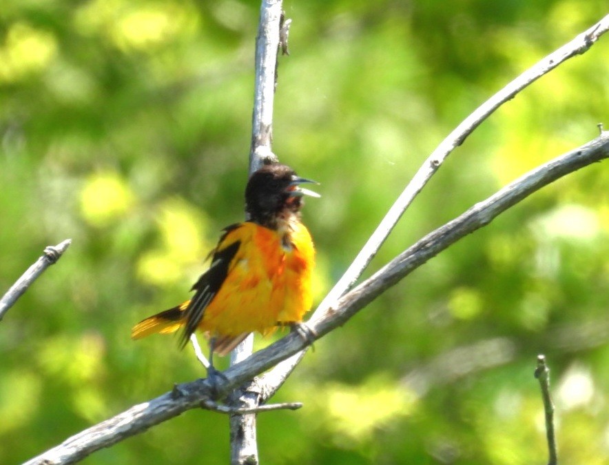 Baltimore Oriole - ML638219037