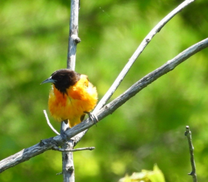 Baltimore Oriole - ML638219038