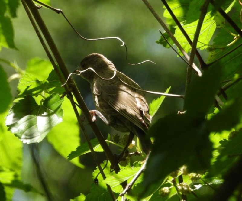 Brown-headed Cowbird - ML638219042