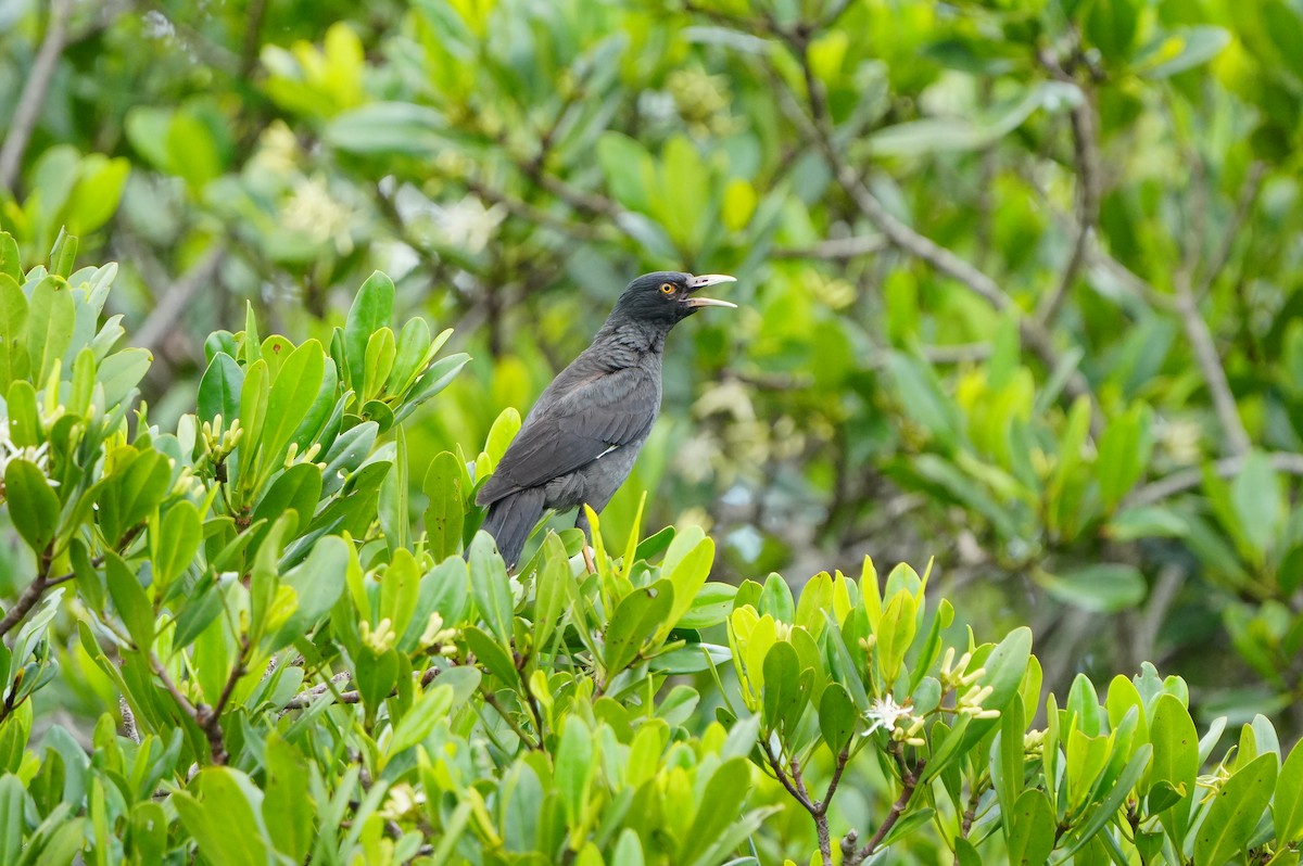 八哥(冠八哥) - ML638219044