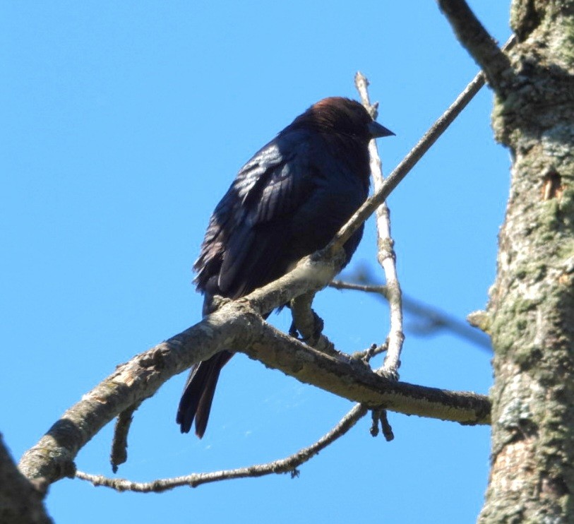 Brown-headed Cowbird - ML638219045