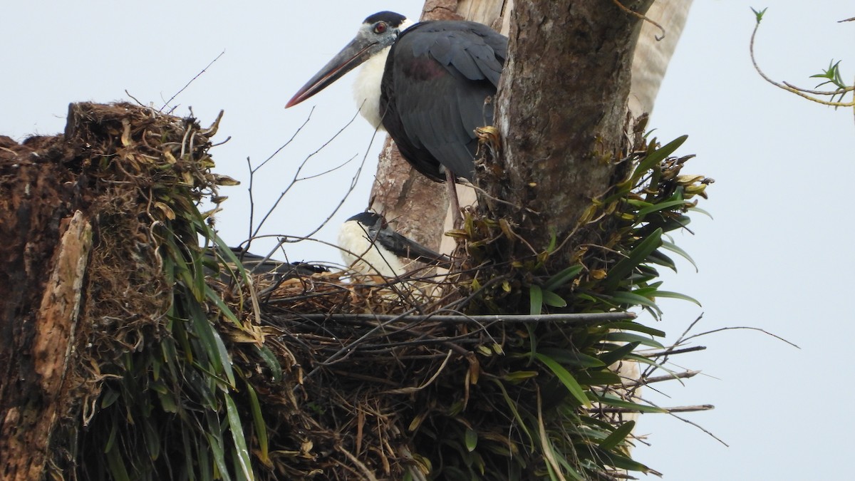 Asian Woolly-necked Stork - ML638219048