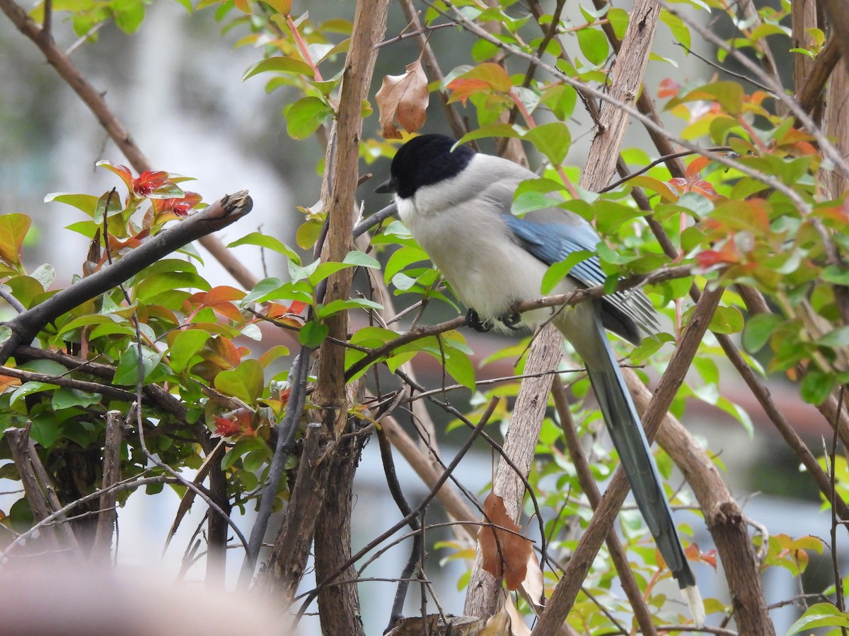 Azure-winged Magpie - ML638219052