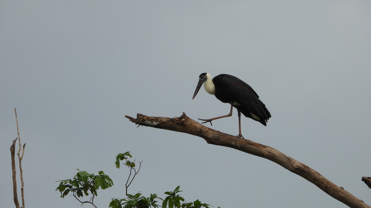 Asian Woolly-necked Stork - ML638219053