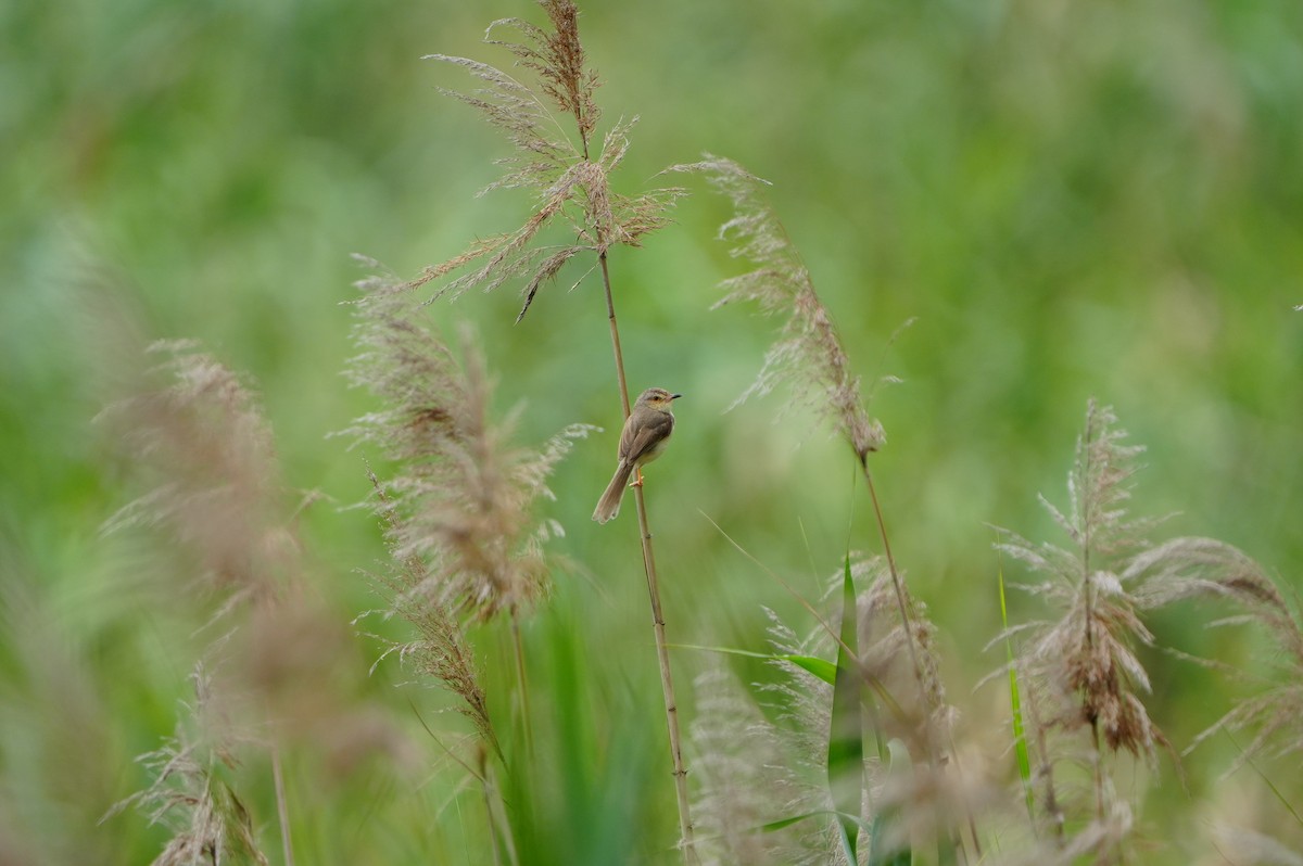 Plain Prinia - ML638219056