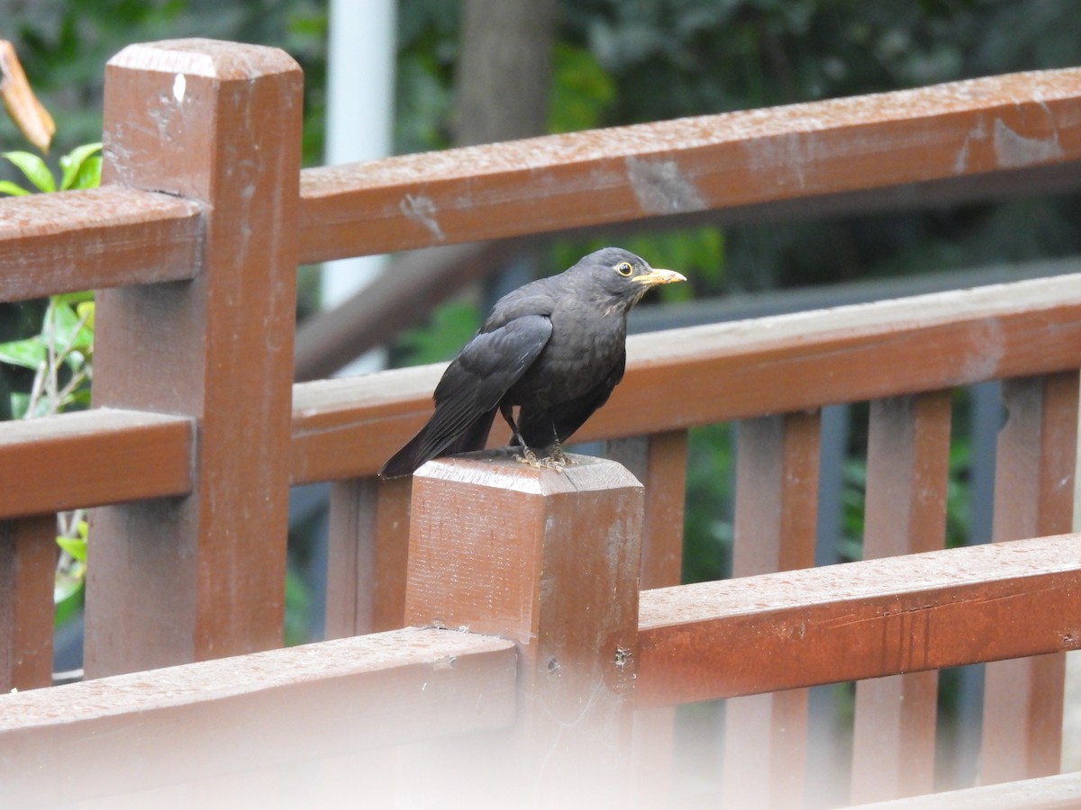 Chinese Blackbird - ML638219057