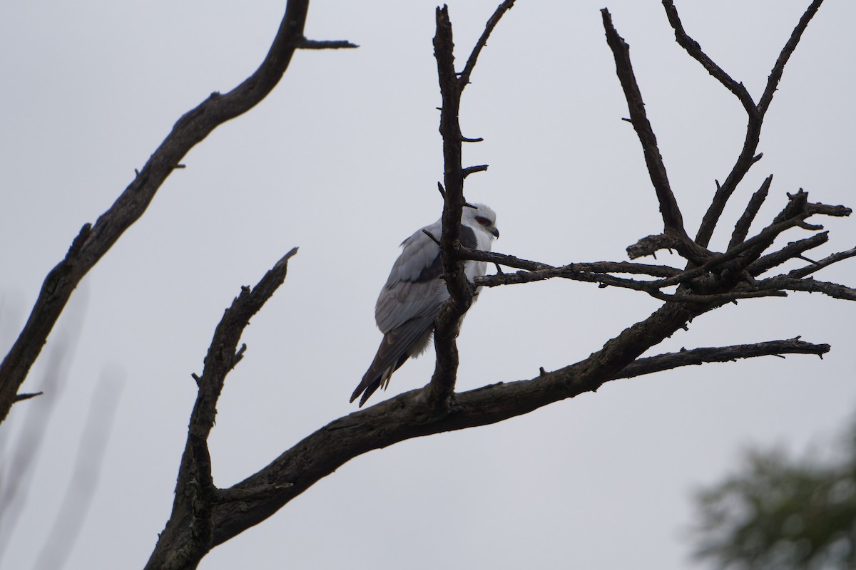 Black-shouldered Kite - ML638219058