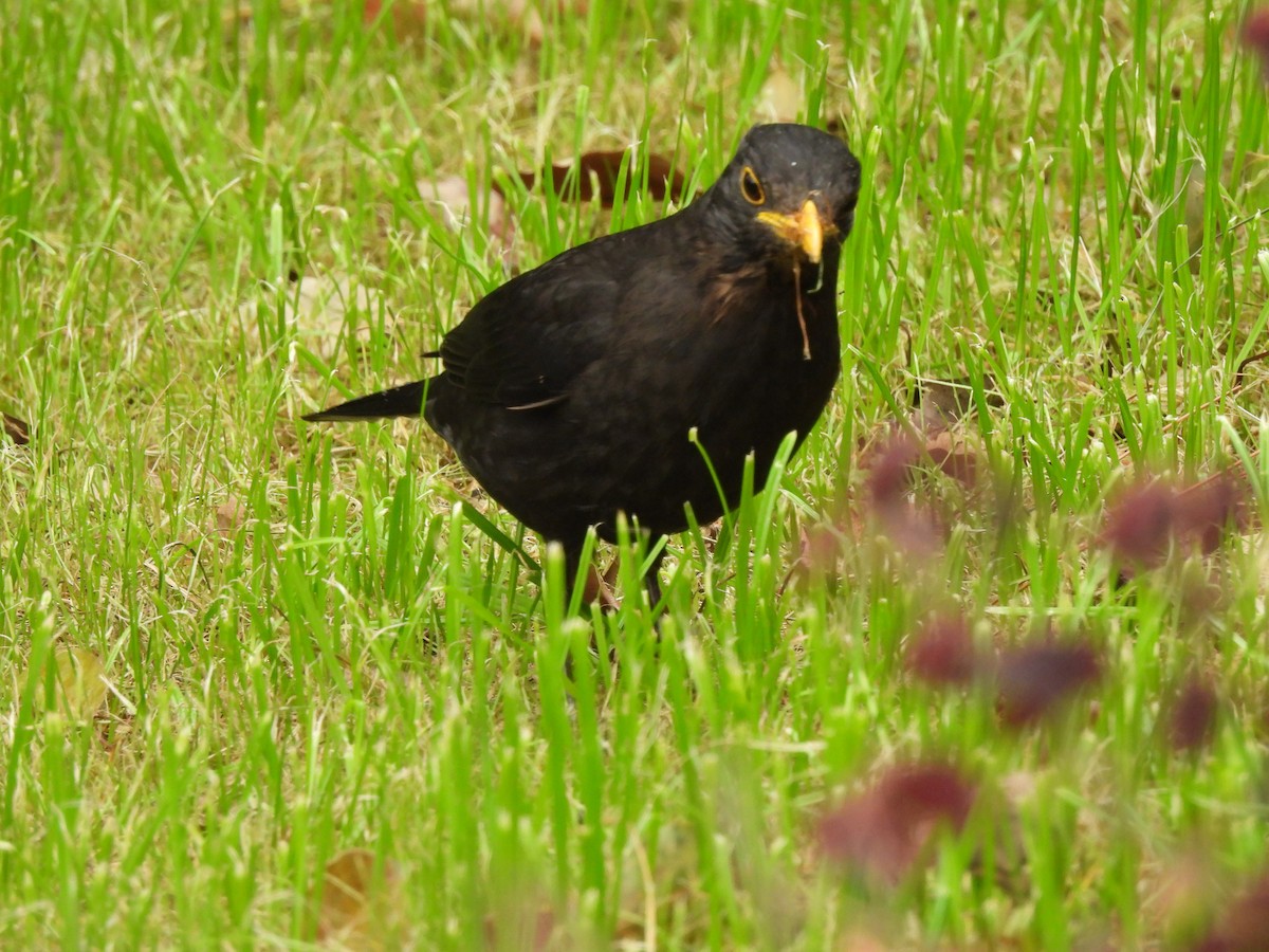 Chinese Blackbird - ML638219059