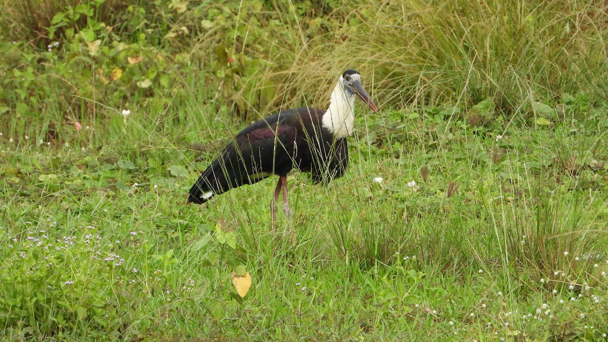 Asian Woolly-necked Stork - ML638219063