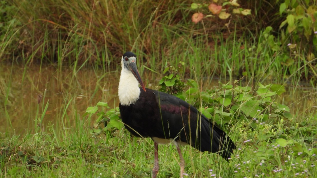 Asian Woolly-necked Stork - ML638219072