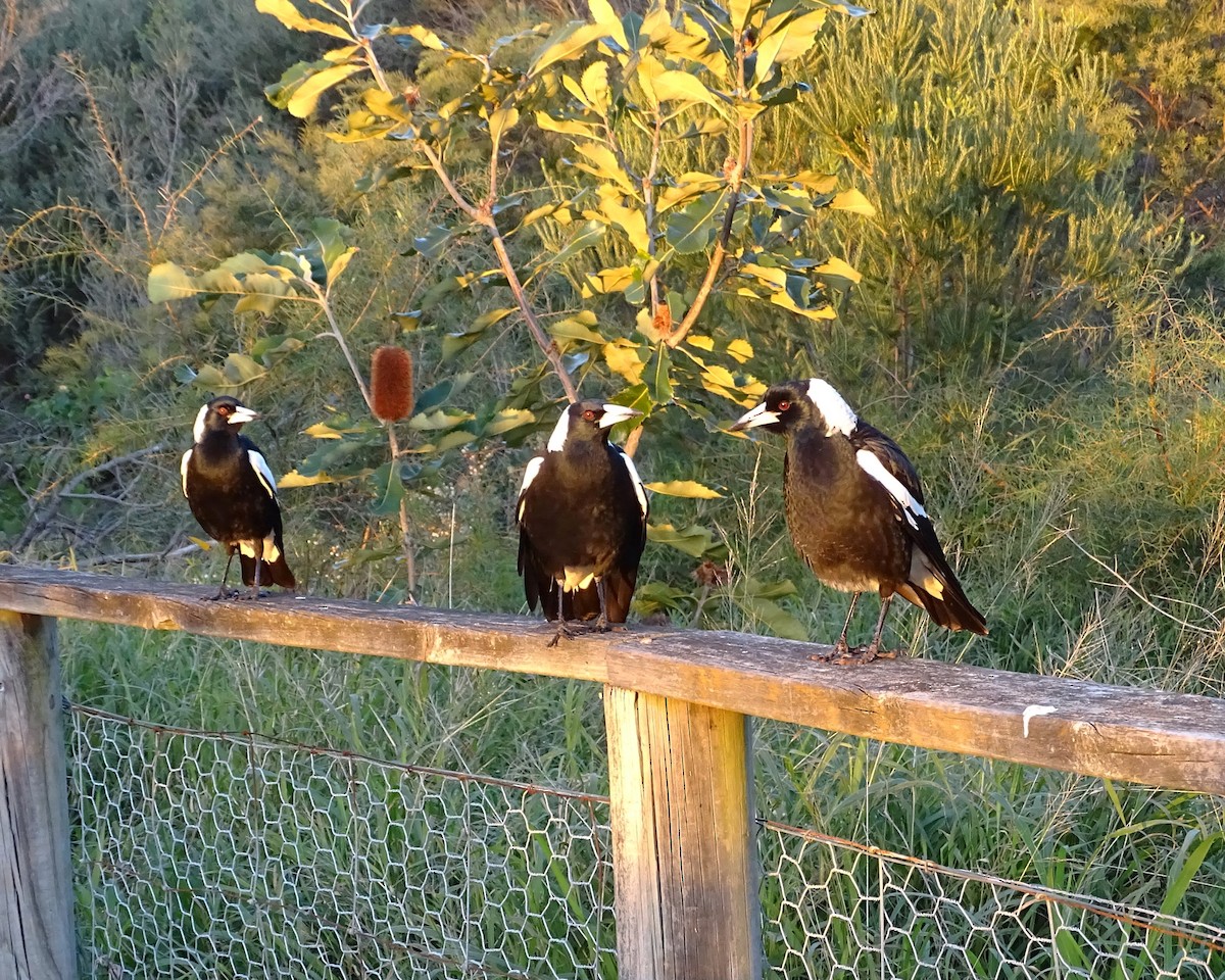 Australian Magpie - ML638219074