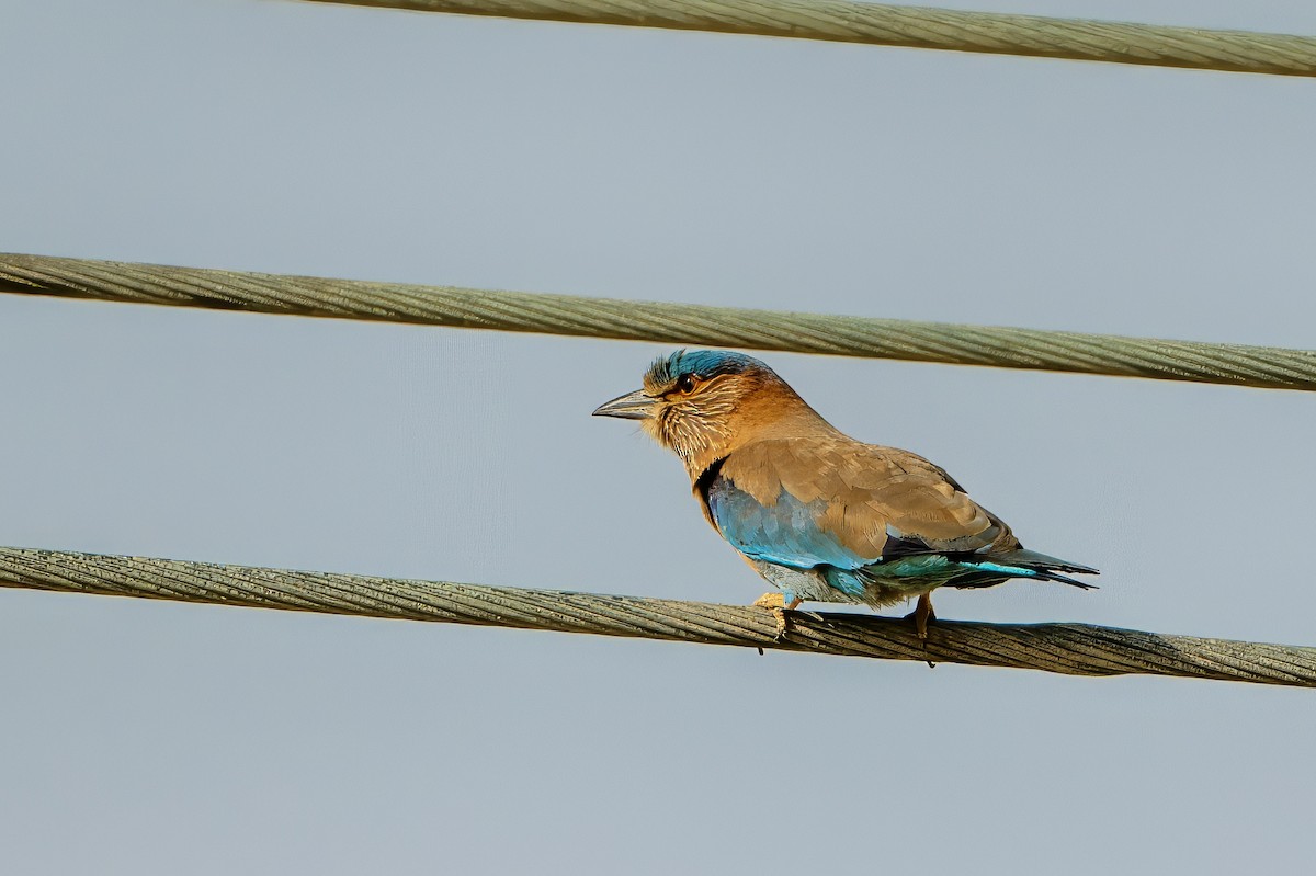 Indian Roller - ML638219078