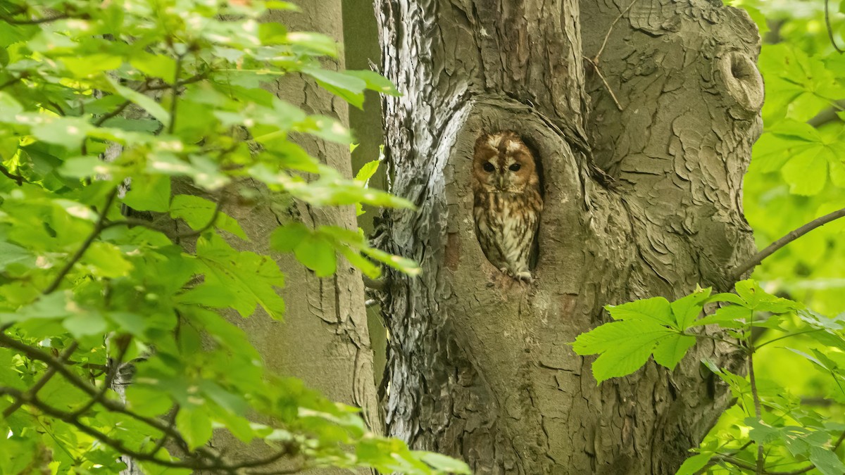 Tawny Owl - ML638219084