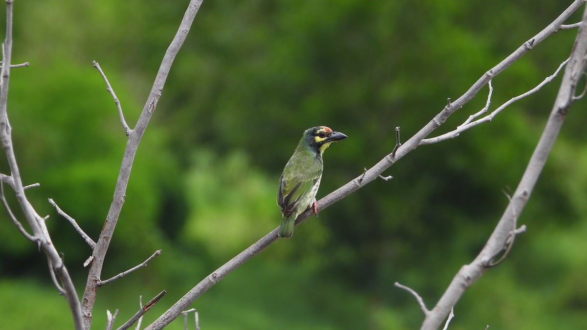 Coppersmith Barbet - ML638219087