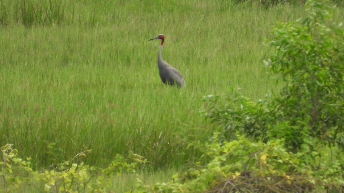 Sarus Crane - ML638219106