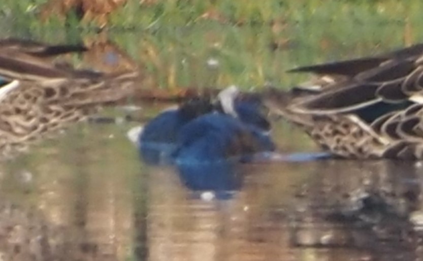 African Swamphen - ML638219110