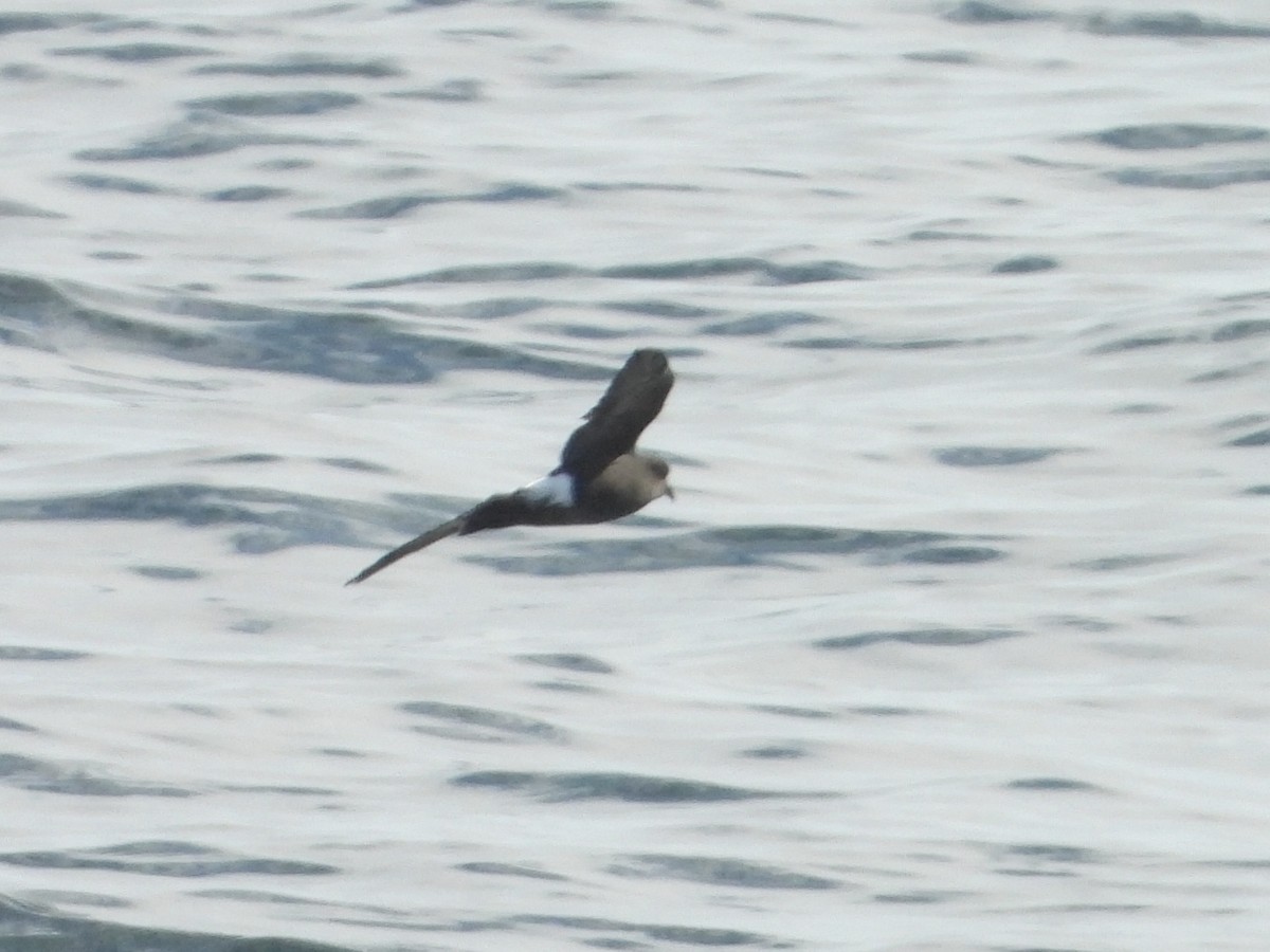 Wilson's Storm-Petrel - ML638219111