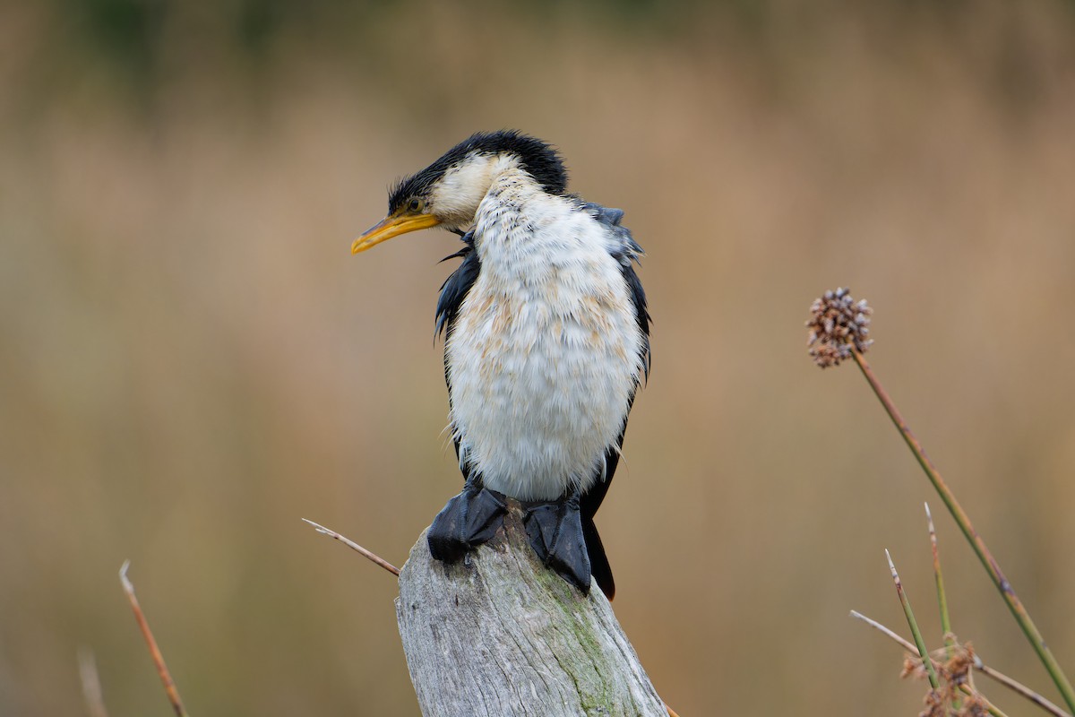 Little Pied Cormorant - ML638219114
