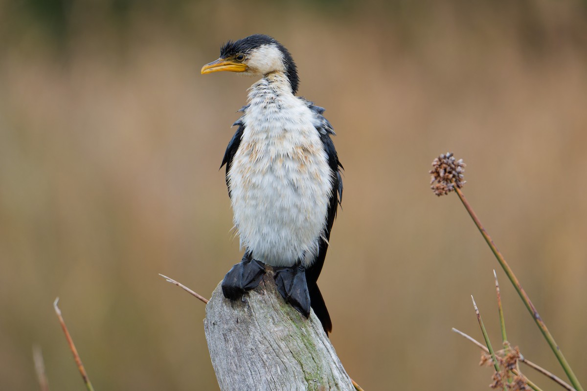 Little Pied Cormorant - ML638219115